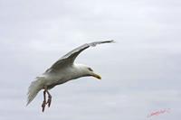 Cjp_2009_07_19_165436 (2).jpg
